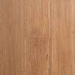 Spotted Gum