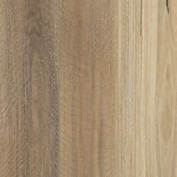 Spotted Gum