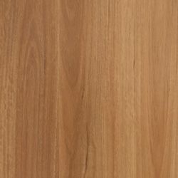 New England Blackbutt