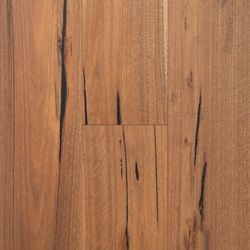Spotted Gum
