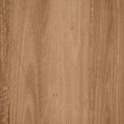 Cinnamon Spotted Gum